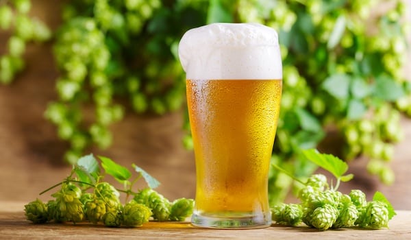 beer hops