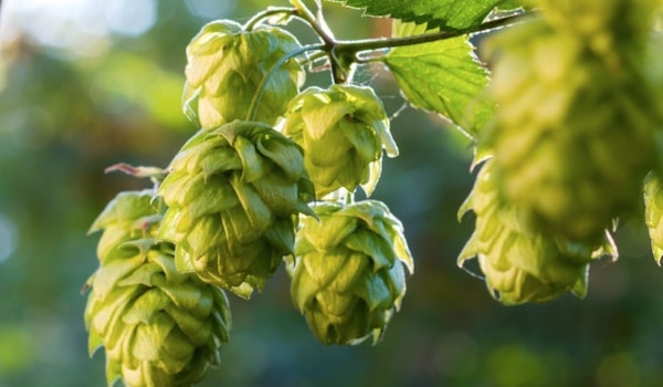 beer hops