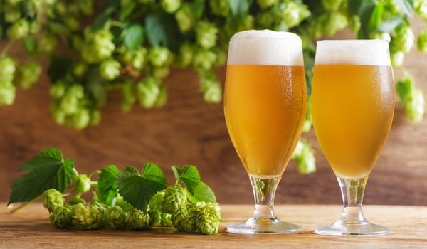 beer hops