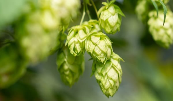 green hop cones