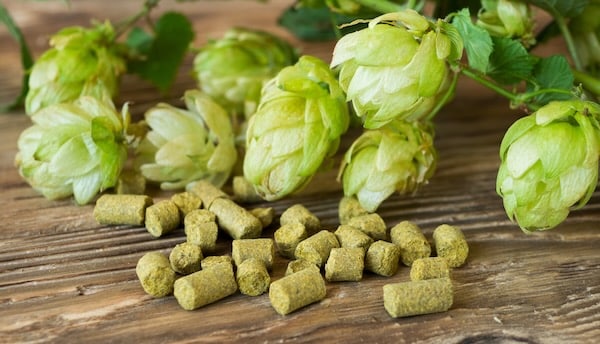 dried hops and wet hops