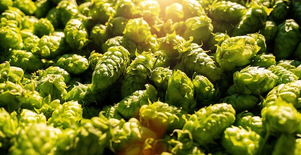 fresh hops