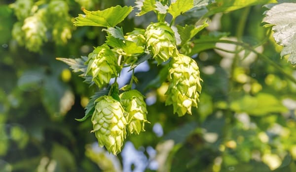 Simcoe hops — the dank, piney variety behind some of craft beer's most iconic IPAs