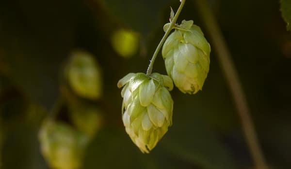 New Zealand hops — the unique Southern Hemisphere varieties producing tropical and wine-like character