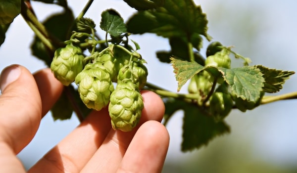 Noble hops — the four classic European varieties that built the world's greatest lagers and pilsners